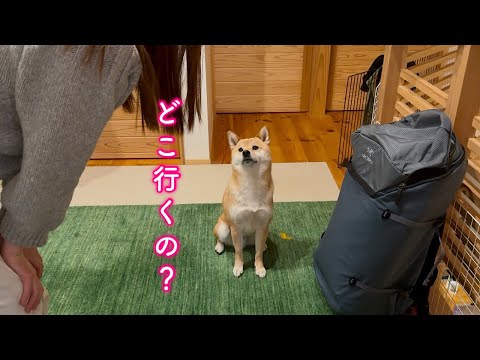 夜中からお出かけすると勘違いし唖然とする柴犬が可愛い