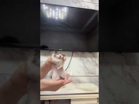 Pull away and pull back and forth.#Daily sharing of rat keeping#Golden Thread Bear#Long-ha