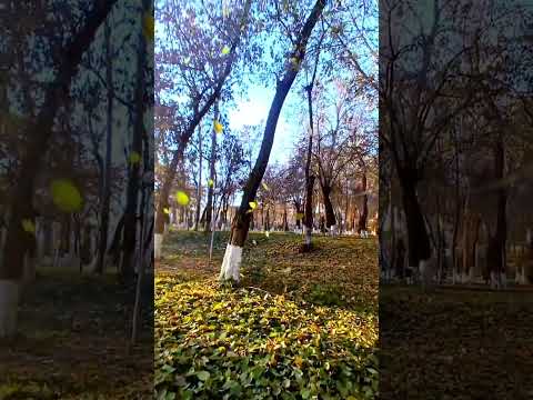 Осень Autumn Күз #күз #autumn #осень #ош #кыргызстан #osh #kyrgyzstan #2025