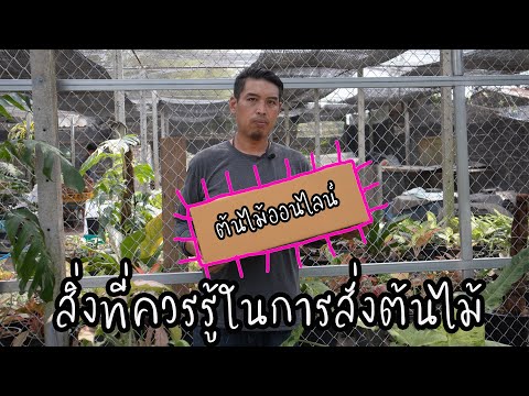 สิ่งที่ควรรู้ในการสั่งต้นไม้อ