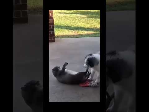 funnydogs#cute#doglover#doglife#cure#dogshorts#pet#doglife#dogshorts