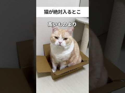 【猫動画】猫が絶対入るとこ #猫 #ねこ #cat #猫動画 #替え歌