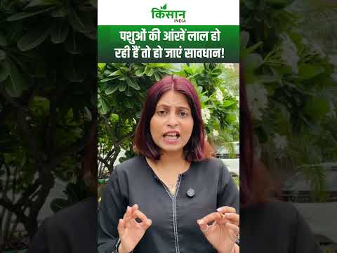 पशुपालक ध्यान दें अगर आपके पशुओं की आंखें लाल हो रही हैं तो नजरअंदाज न करें। Rinderpest।#shortvideo