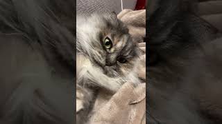 ねこちゃんASMR