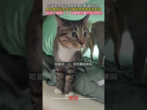 天氣太熱了主人給寵物們降溫的妙招 用風扇吹起布袋讓貓狗待裡面實測有效 #意外 #有趣 #貓 #狗 #可愛 #amazing #cute #dog #cat #funny #shorts サムネイル
