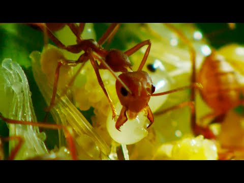 Ants Use Grubs as Glue Gun | Wild Thailand | BBC Earth