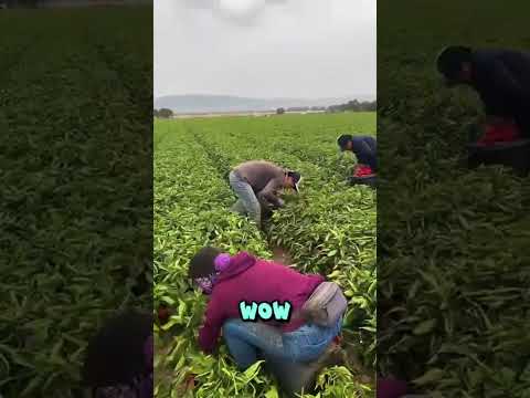 Biggest Farm Of Red Chilis In USA 😲