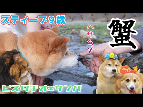 【誕生日】カニパニック!アヒル工場!スティーブ9歳!