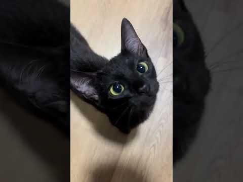 Esse gatinho mia de um jeito todo fofo 😂🐱💖 #cat #cutecat #animaisfofos #animals #catlovers