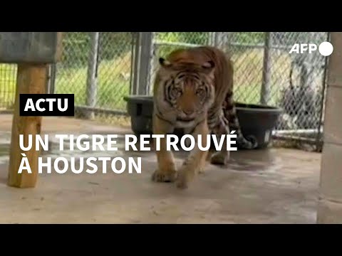 Texas: un tigre errant retrouvé après une semaine de recherches | AFP