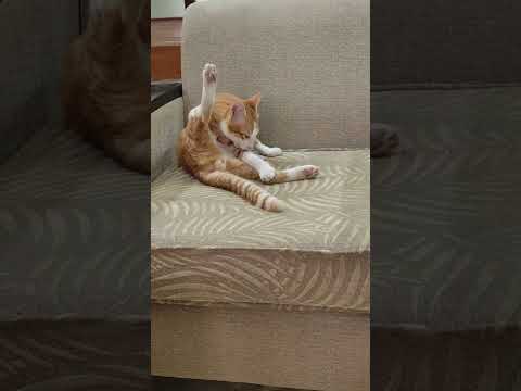 Nghe Thương Vậy Ta 🤣❤#shortsvideo