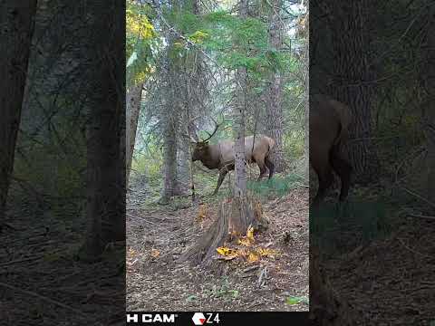 Giant bull on the cam #subscribe #bullelk #content #subscribe #shorts #september #archery