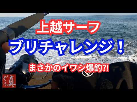 ブリ情報を聞いて上越サーフへ!遭遇したのは大量のイワシ…その場で即実食!