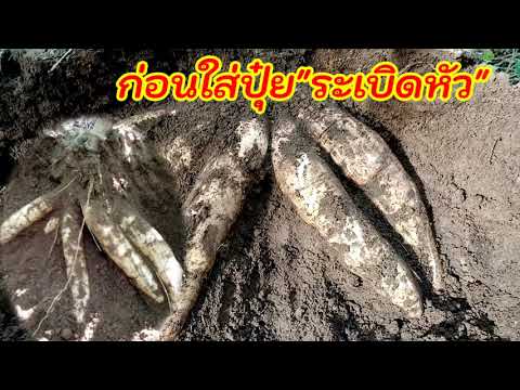 หลังใส่ปุ๋ย-0_0_60-หัวมันโตข หลังใส่ปุ๋ย-0_0_60-หัวมันโตข