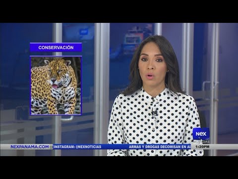 National Geographic destaco? iniciativas que lleva Panama? para conservar el jaguar