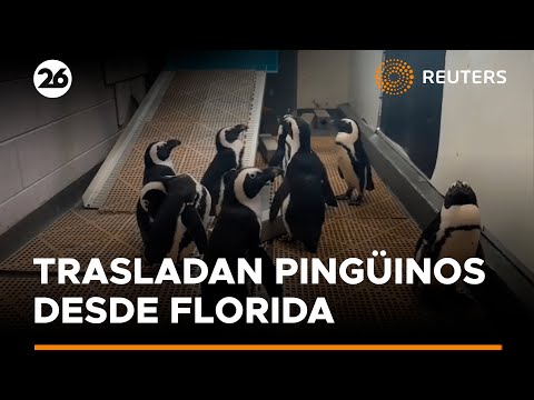 Acuario de Florida traslada pingüinos para protegerlos de Milton | #Reuters