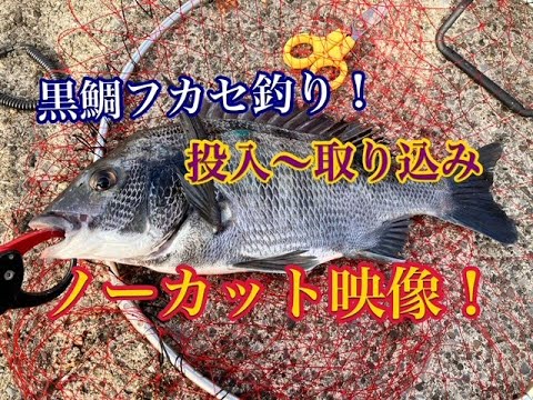 西公園フカセ黒鯛！投入→HIT→取り込みをノーカットでお届け！