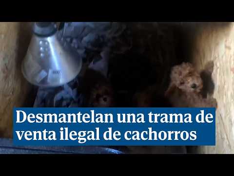 Desmantela una trama de venta ilegal de cachorros por toda España