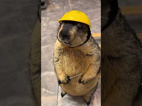 你明天不要来了 #你明天不要来了 #萌宠#搞笑 #也太可爱了吧