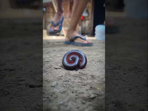 Beautiful millipede in the world #shortvideo #millipede