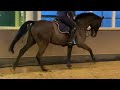 Show jumping horse 10-jarige ruin M springen. Fijn betrouwbaar leerpaard