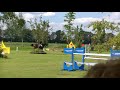 Springpaard 13-jarige merrie voor sport, fokkerij of recreatie