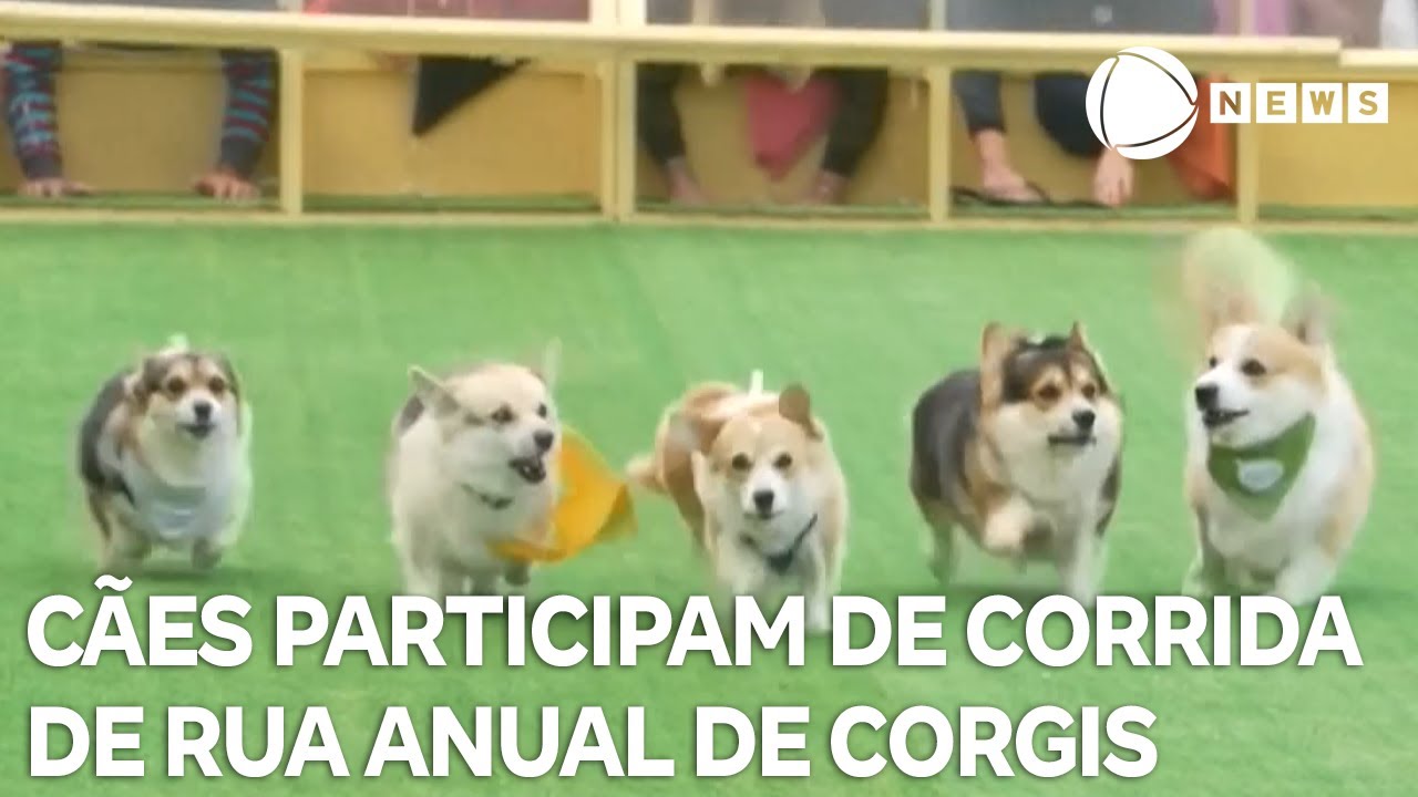 Centenas de cães participam da corrida anual de corgis