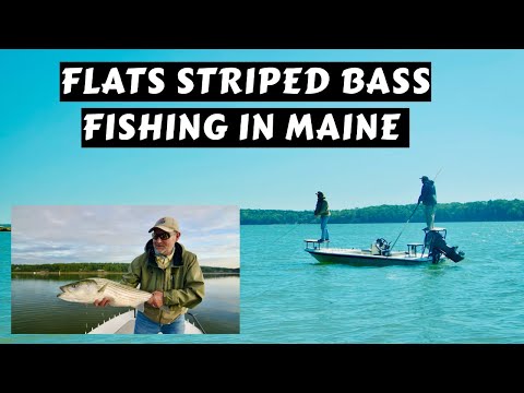 Striped Bass on the Flats | Coastal Maine