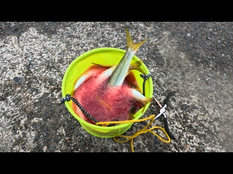 昼間の堤防でダイソールアーを投げたら【カマス】が沢山釣れた