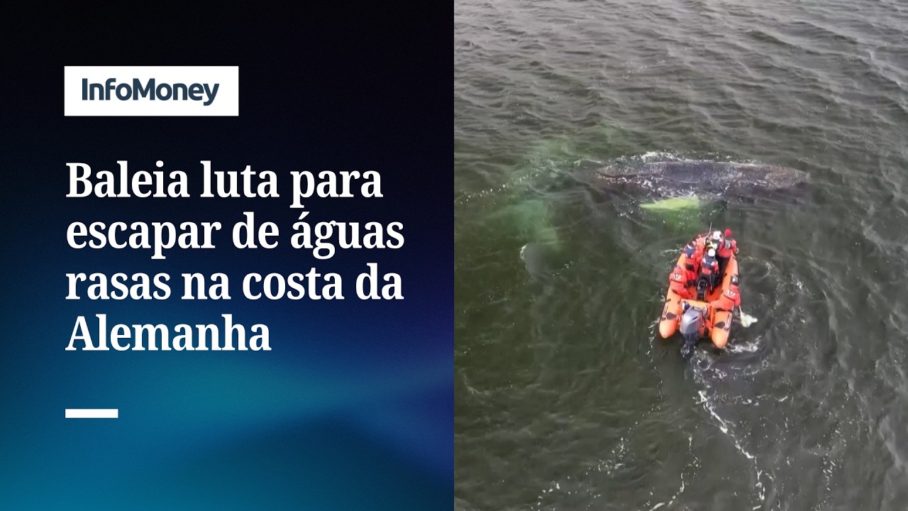Baleia luta para escapar de águas rasas na costa da Alemanha