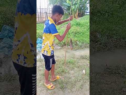 most Popular hook fishing video #fishing #fish #shorts #vlog #nature #villagelife #funny