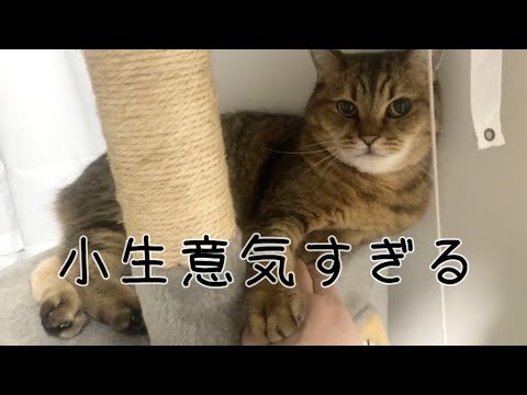 手を乗せると絶対に自分の手を上にしなきゃ気が済まない猫w
