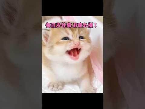癒しの猫動画｜かわいい猫の映像で心を癒す サムネイル