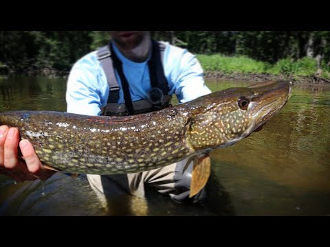 Small Water Pike Fishing