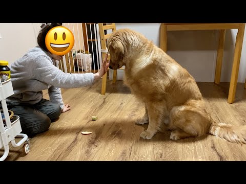 ゴールデンレトリバーの子犬は燒き芋と林檎、どっちを選ぶのか!?