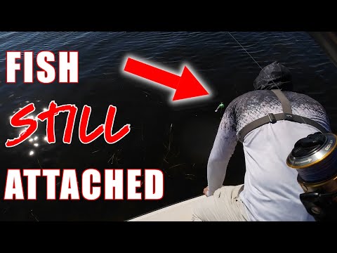 Something was still hooked on this bobber...(steinhatchee fishing) video thumbnail
