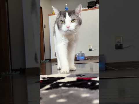 人間は避けずに踏みます。 #shorts #老猫 #cat