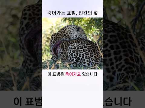 인간의 욕심이 만든 상처, 그리고 <strong>표범</strong>