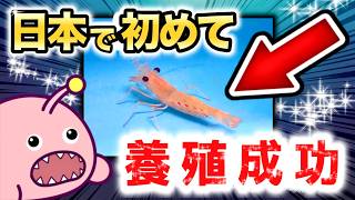 【全国初】茨城が“ボタンエビ養殖”に成功したって知ってた？