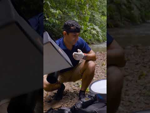 He risks his life to photograph this magnificent poisonous frog