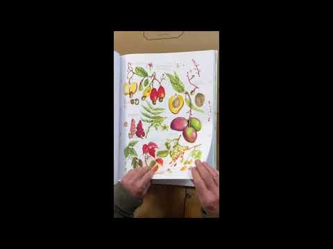 My book arrived in the mail! The Album of Plant Families by Wendy Hollender from Abbeville Press.