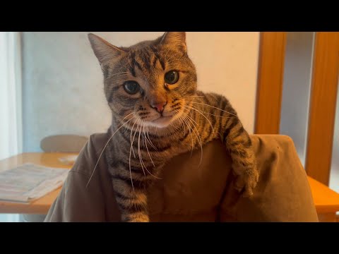 ドン引きされてもまったく止まらない猫