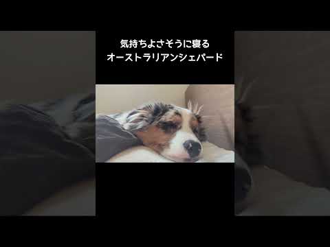夢の中にいるワンコ#オーストラリアンシェパード#犬のいる暮らし #中型犬#かわいい #癒し#dog #puppy #australianshepherd
