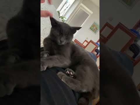 💟 #cat #happycats #happy #cute #lazy #weekend #love #inlove #short #shorts #videoshort #cz