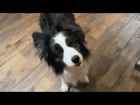 小さい犬がキャン!って泣いていたらスッ飛んで来てくれる犬