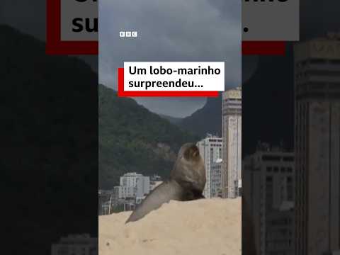 Lobo-marinho pega uma praia em Ipanema em pausa de sua rota migratória  #bbcnewsbrasil