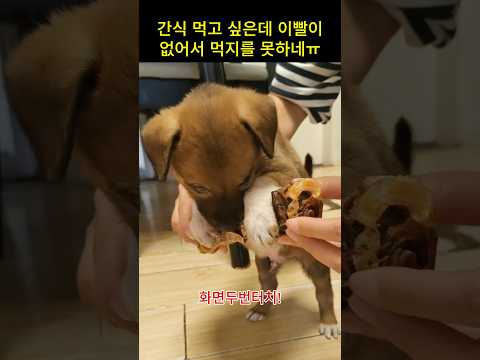 주인아 <strong>틀니</strong> 좀 사주면 안 돼?ㅠ