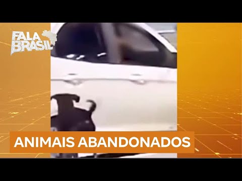 Abandono de animais aumenta durante período de férias