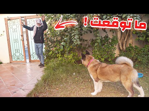 ردة فعل كلب شرس وحراسة اذا حرامي حاول يسرق البيت !!