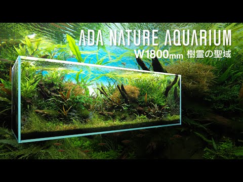 [ADAview] W1800mm Nature Aquarium Layout Tree Spirit Sanctuary【EN/JP Sub.】